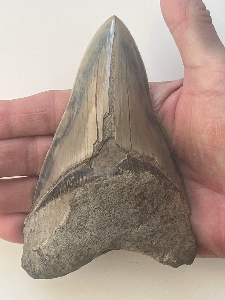 Nagy Megalodon fog, 13,1 cm - Fosszilis fog - Carcharocles megalodon #2.1