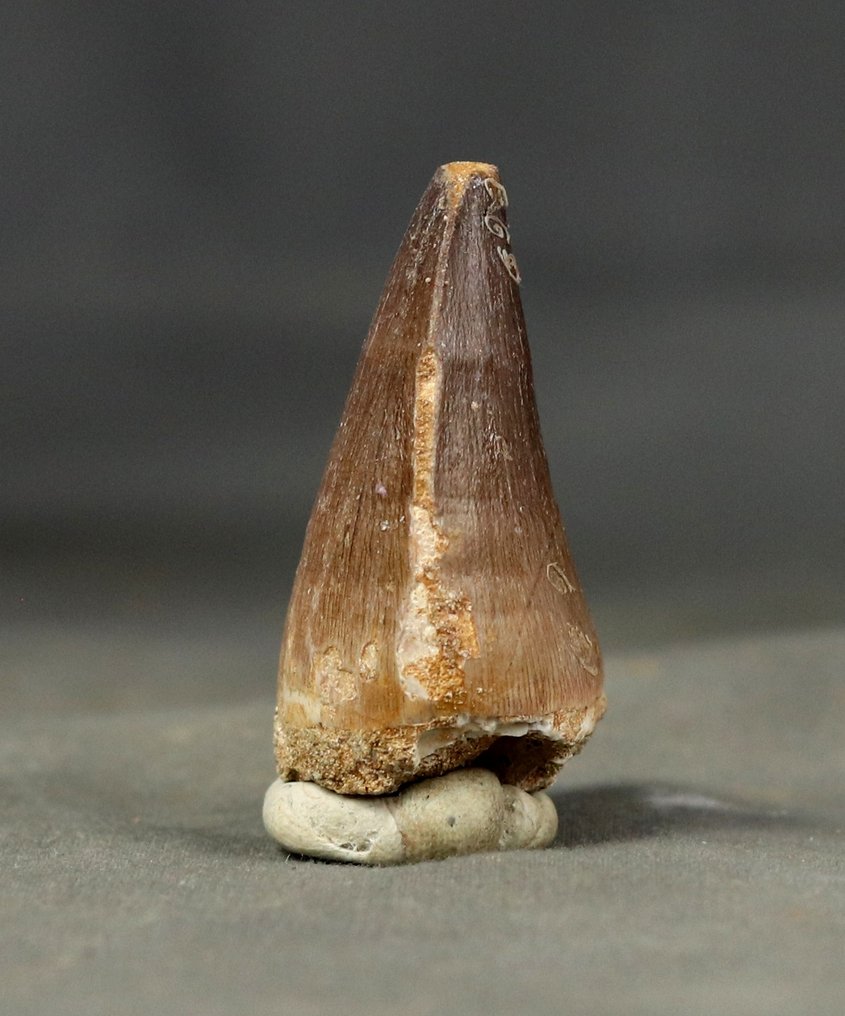 Fine mosasaurtand - Fossil tand - Mosasaurus beaugei - 4.3 cm (Ingen mindstepris) #3.2