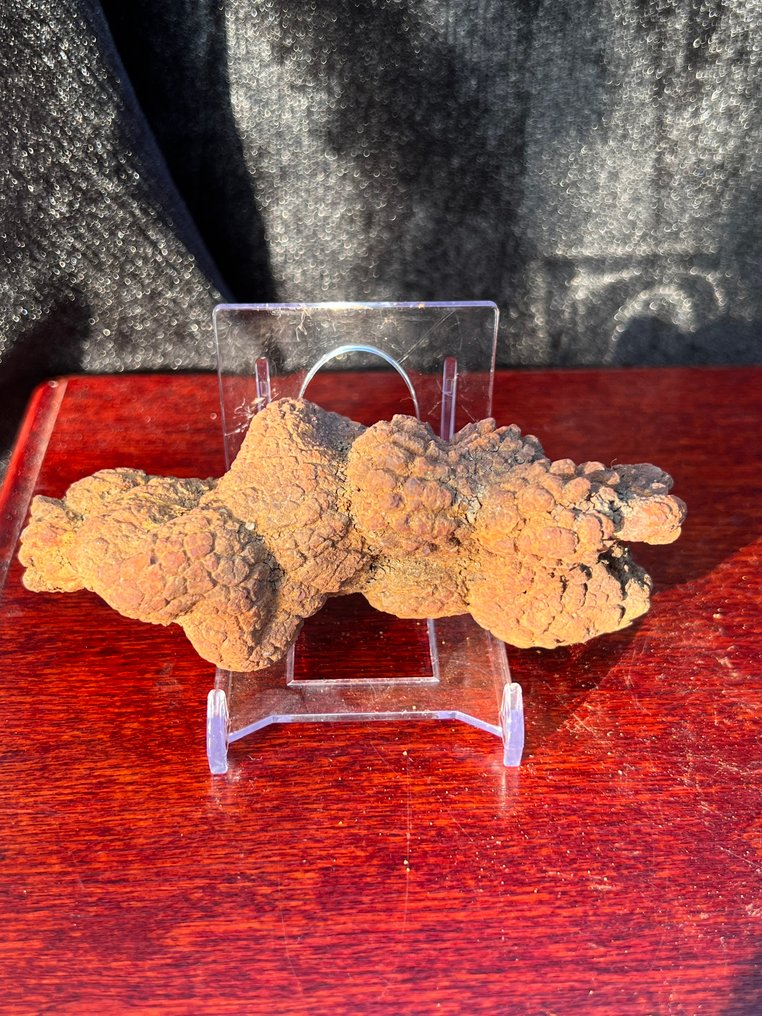 226 g XL 11,40 x 4,50 cm Fossiler Kot Coprolite fra Dinosaurier eller Wirbeltier Madagaskar - Fossilt fragment - Koprolith fossile Ausscheidung  (Ingen mindstepris) #1.0