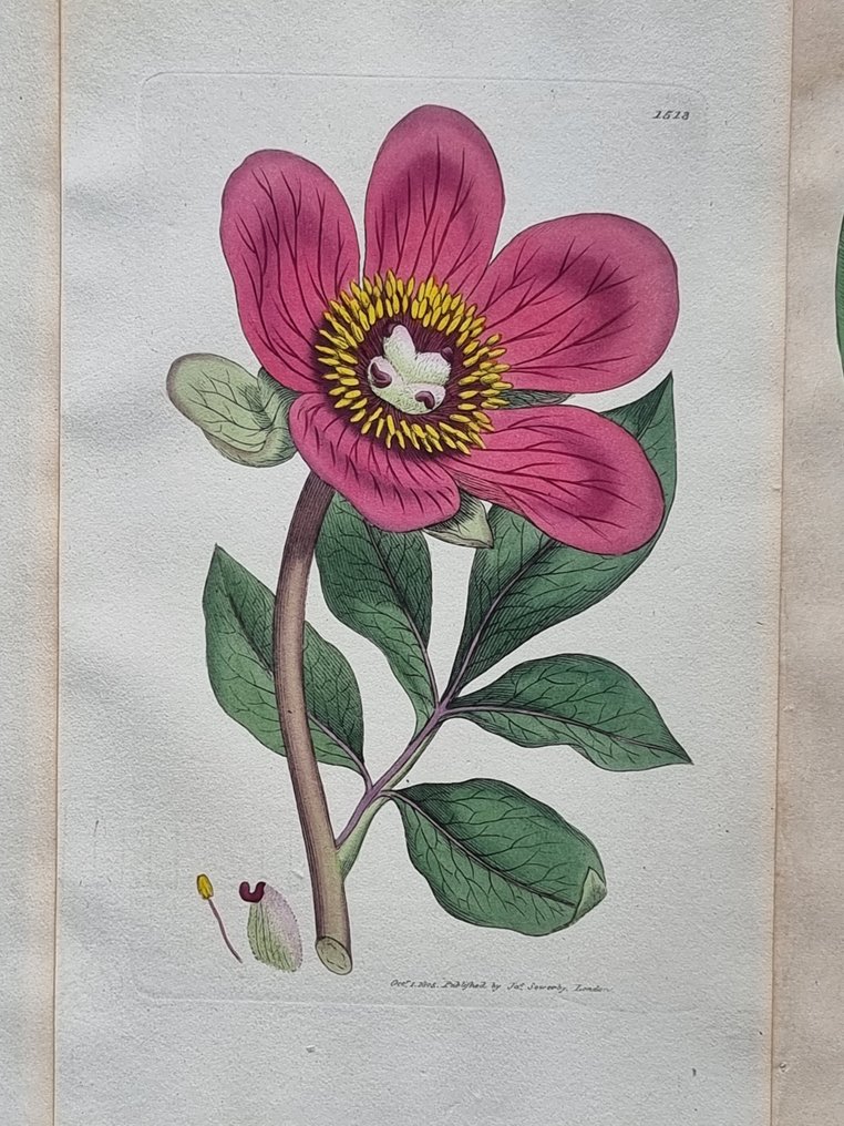 James Edward Smith (1759-1828) - James Sowerby (1757-1822) - Lot. of 13 sheets - British Plant - Paeoniaceae #1.0