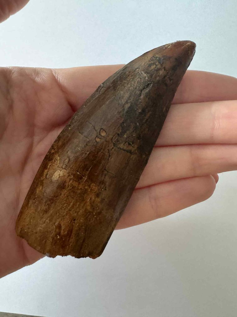 Carcharodontosaurus - Fossil tand #1.0