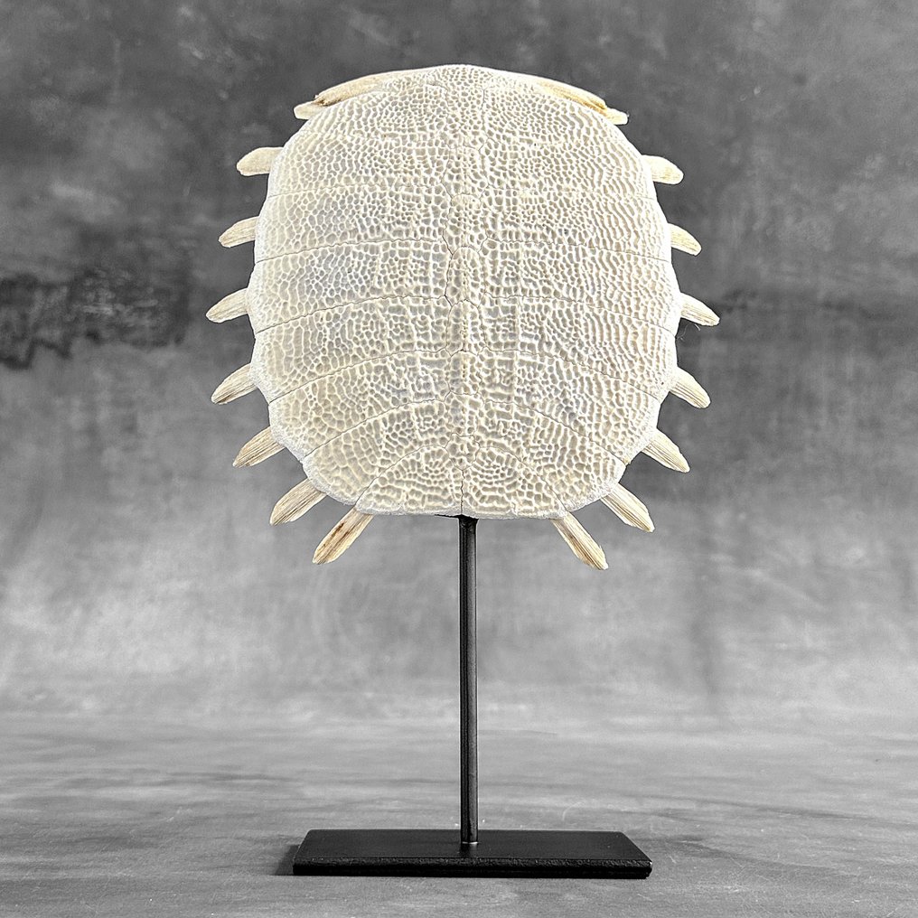 NO RESERVE PRICE - Stunning Chinese Soft-Shell Turtle Carapace on a custom stand - Bone - Pelodiscus Sinensis - 31 cm - 20 cm - 7 cm- Non-CITES species -  (1) #1.0