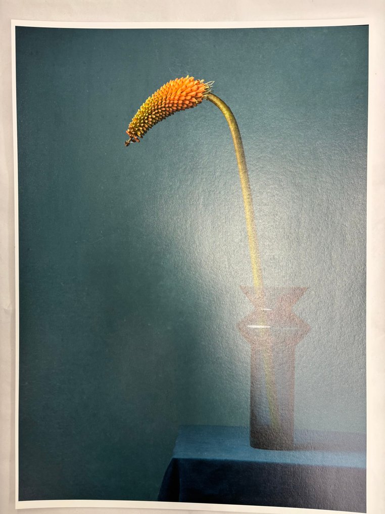 Tessa Posthuma de Boer - Torch #4.3