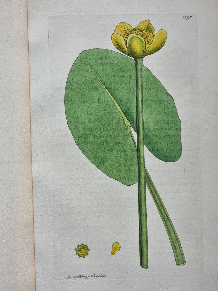 James Edward Smith (1759-1828) - James Sowerby (1757-1822) - Lot. of 13 sheets - British Plant - Paeoniaceae #4.3