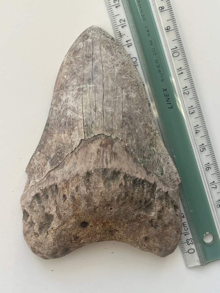 Megalodon fog 12,1 cm - Fosszilis fog - Carcharocles megalodon #3.2