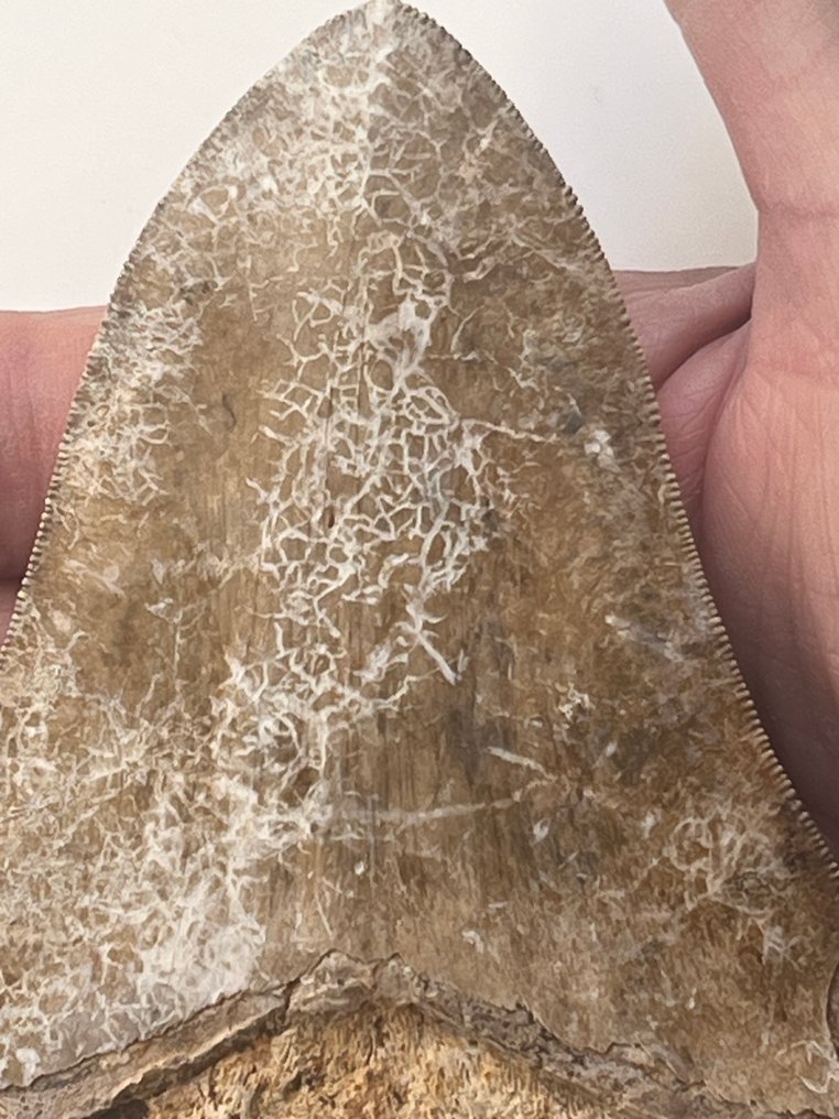 Megalodon fog 12,1 cm - Fosszilis fog - Carcharocles megalodon #2.1