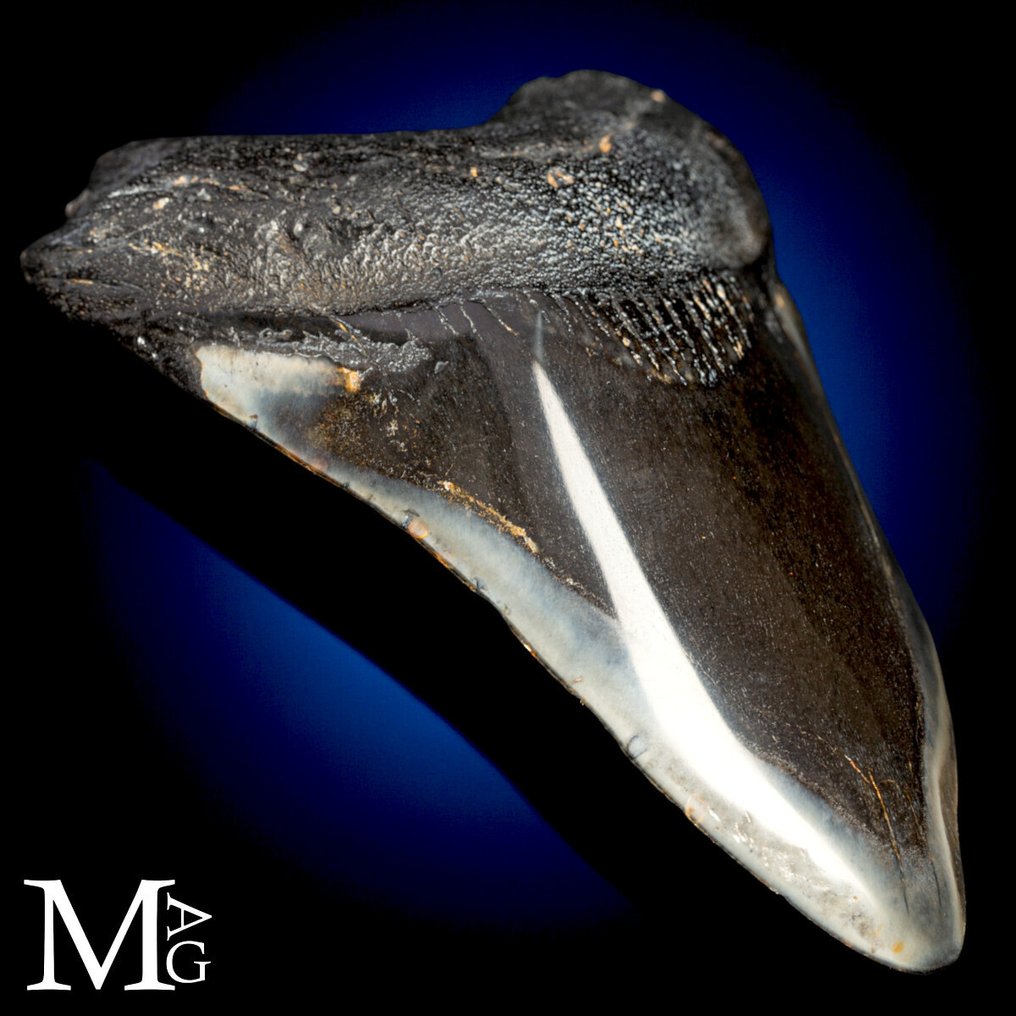 Απολιθωτικό δόντι Megalodon – Μειόκαινος – Πλειόκαινος (περίπου 23 – 3,6 εκατομμύρια χρόνια πριν) - Dente - Τεράστιος Πρωτοπλάσιος Καρχαρίας Otodus - Ύψος: 115 mm - Πλάτος: 110 mm- 176 g #2.1