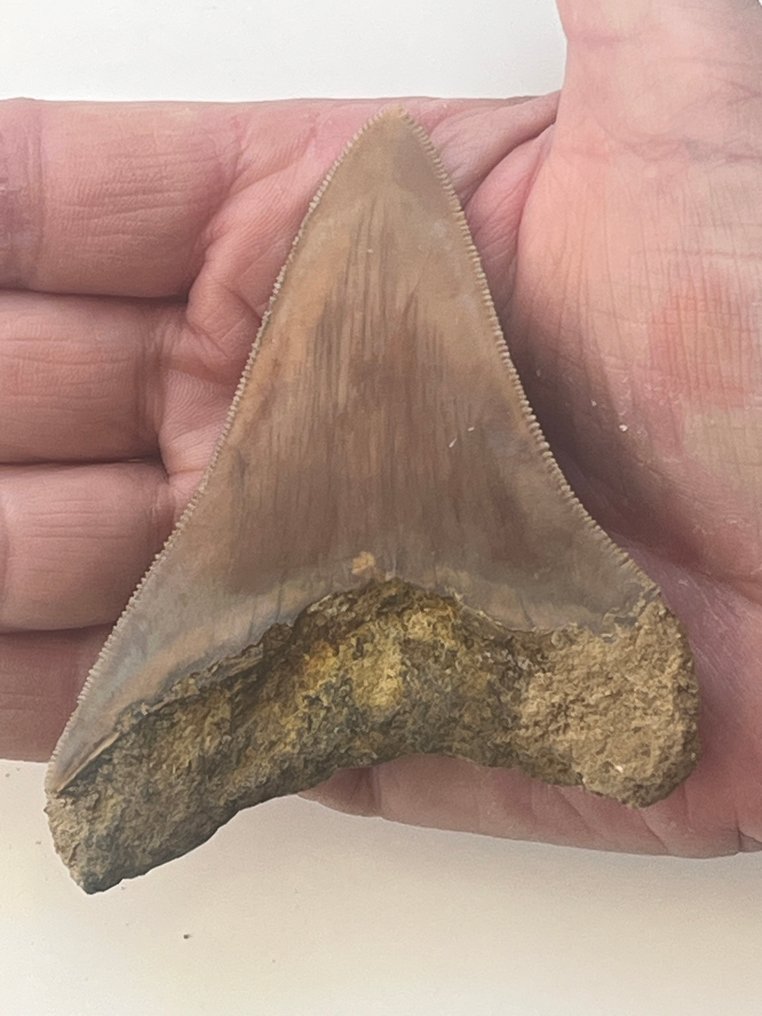 Dente de Megalodon 9,5 cm - Dente fóssil - Carcharocles megalodon  (Sem preço de reserva) #1.0