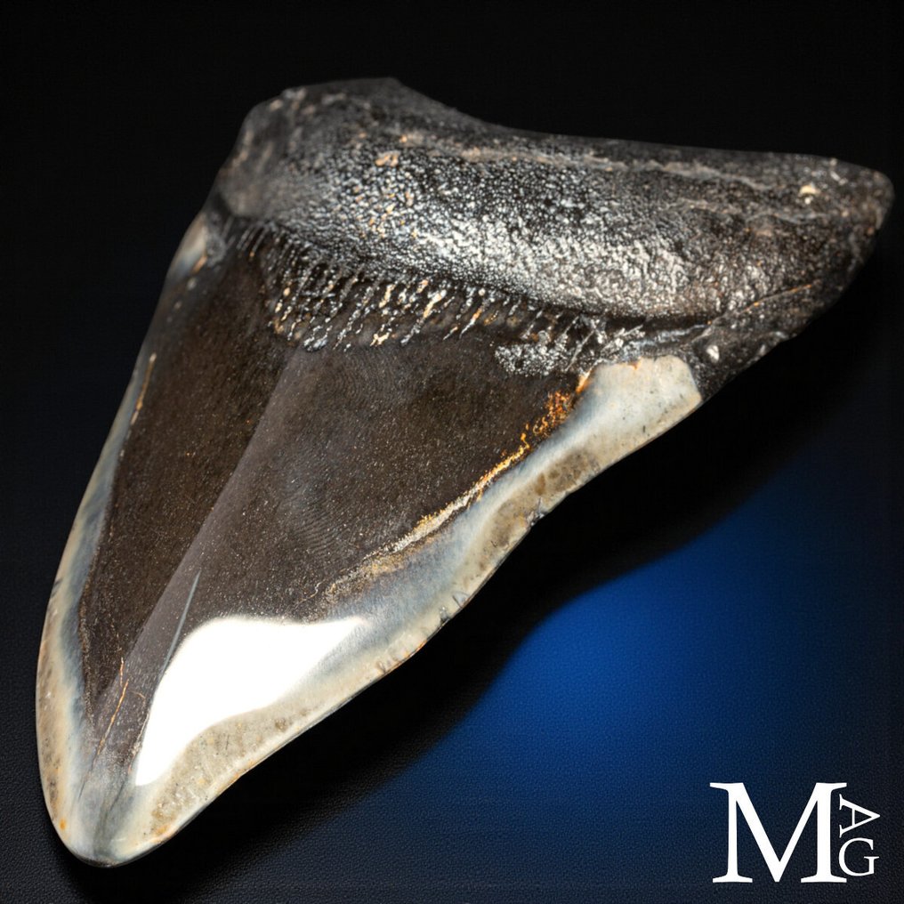 Απολιθωτικό δόντι Megalodon – Μειόκαινος – Πλειόκαινος (περίπου 23 – 3,6 εκατομμύρια χρόνια πριν) - Dente - Τεράστιος Πρωτοπλάσιος Καρχαρίας Otodus - Ύψος: 115 mm - Πλάτος: 110 mm- 176 g #1.0