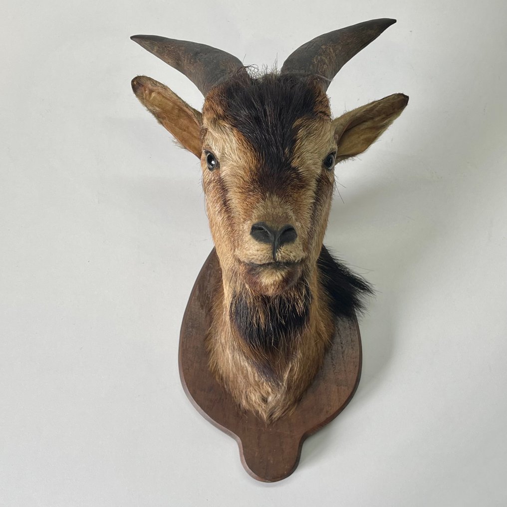 Domesticated dwarf goat Taxidermy wall mount - Capra aegagrus hircus - 36,5 cm - 22 cm - 27 cm - Non-CITES species #2.1