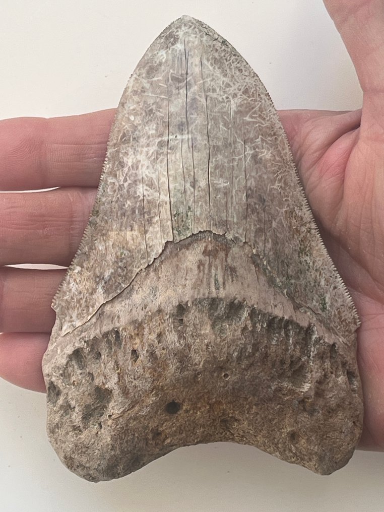 Megalodon fog 12,1 cm - Fosszilis fog - Carcharocles megalodon #1.0