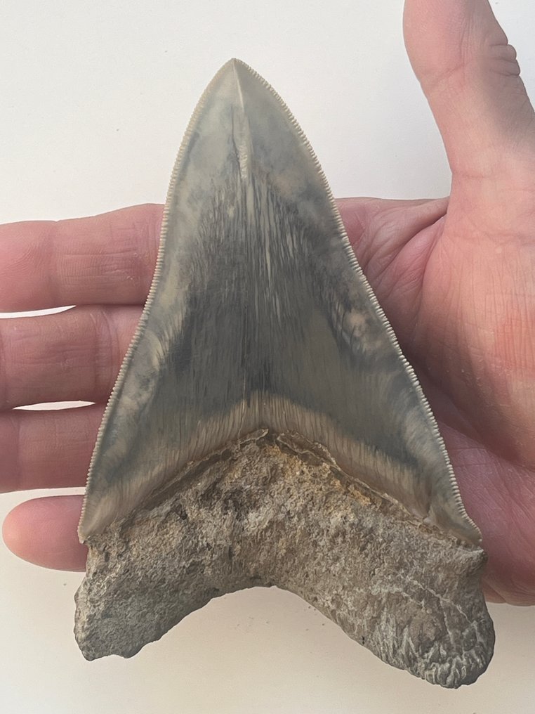 Nagy Megalodon fog, 13,1 cm - Fosszilis fog - Carcharocles megalodon #1.0