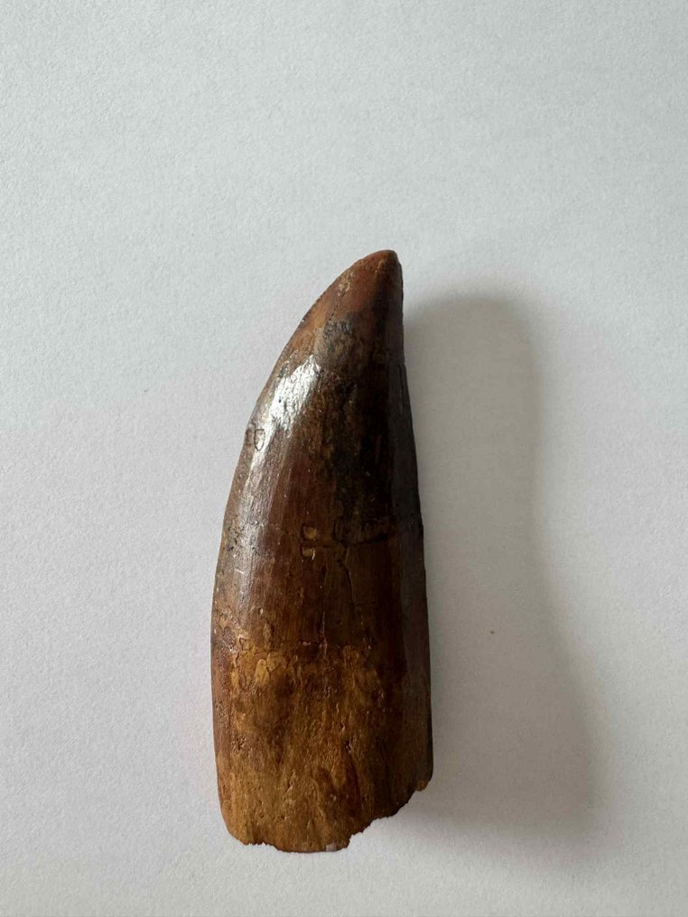 Carcharodontosaurus - Fossil tand #3.2