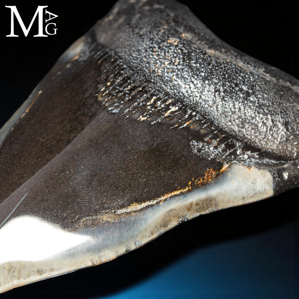 Απολιθωτικό δόντι Megalodon – Μειόκαινος – Πλειόκαινος (περίπου 23 – 3,6 εκατομμύρια χρόνια πριν) - Dente - Τεράστιος Πρωτοπλάσιος Καρχαρίας Otodus - Ύψος: 115 mm - Πλάτος: 110 mm- 176 g #4.3