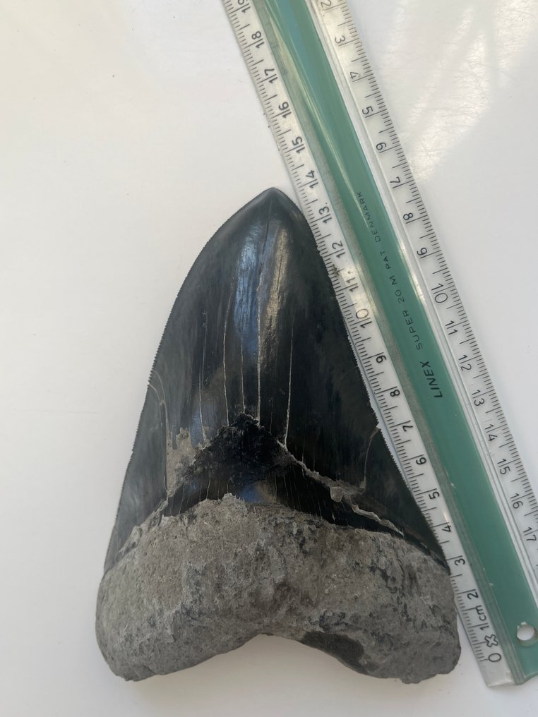 Grosse dent de mégalodon 14,1 cm - Dent fossile - Carcharocles megalodon #3.2