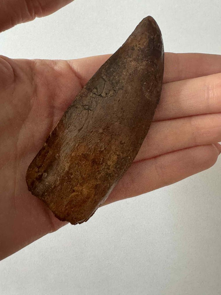 Carcharodontosaurus - Fossil tand #2.1