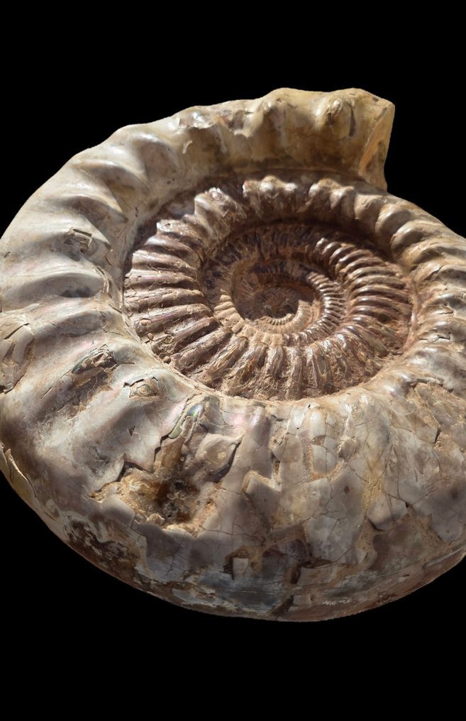 Stor ammonit - Forstenet skal - Perisphinctid #3.2