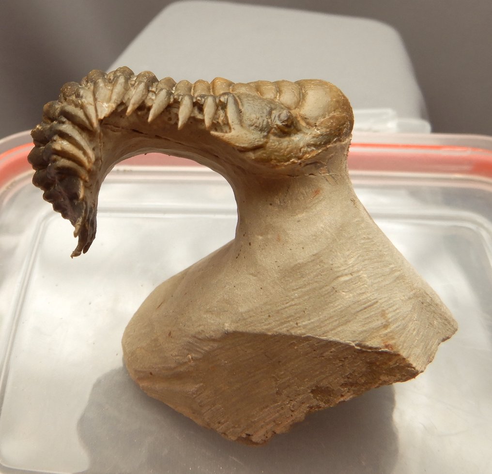 Trilobite - Squelette fossile - Crotalocephalus gibbus - 11 cm - 11 cm #1.0