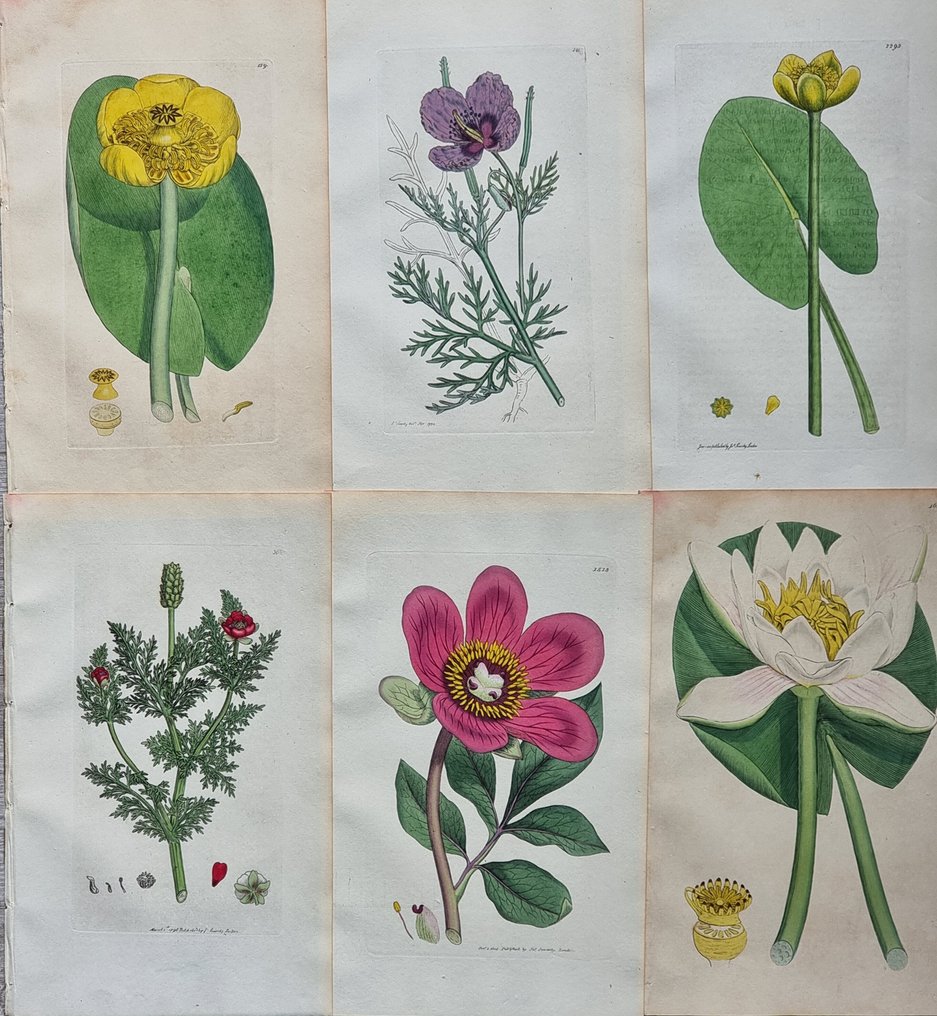 James Edward Smith (1759-1828) - James Sowerby (1757-1822) - Lot. of 13 sheets - British Plant - Paeoniaceae #2.1