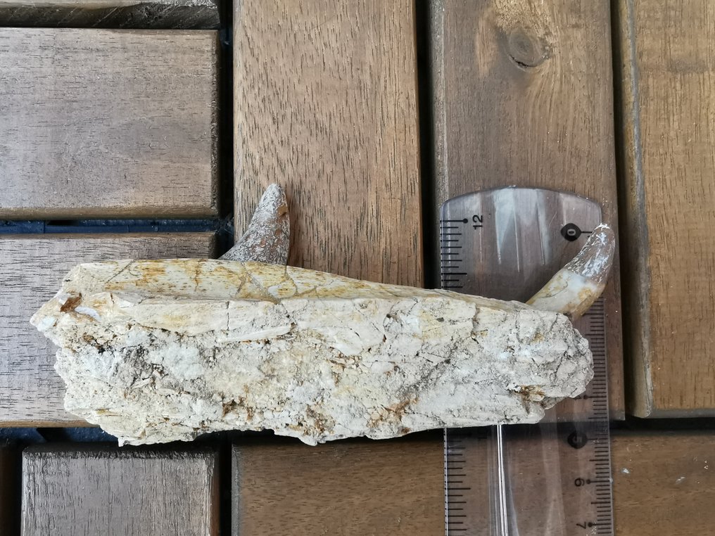 Whale - Απολιθωμένο σαγόνι - Basilosaurus - 13 cm (χωρίς τιμή ασφαλείας) #2.1