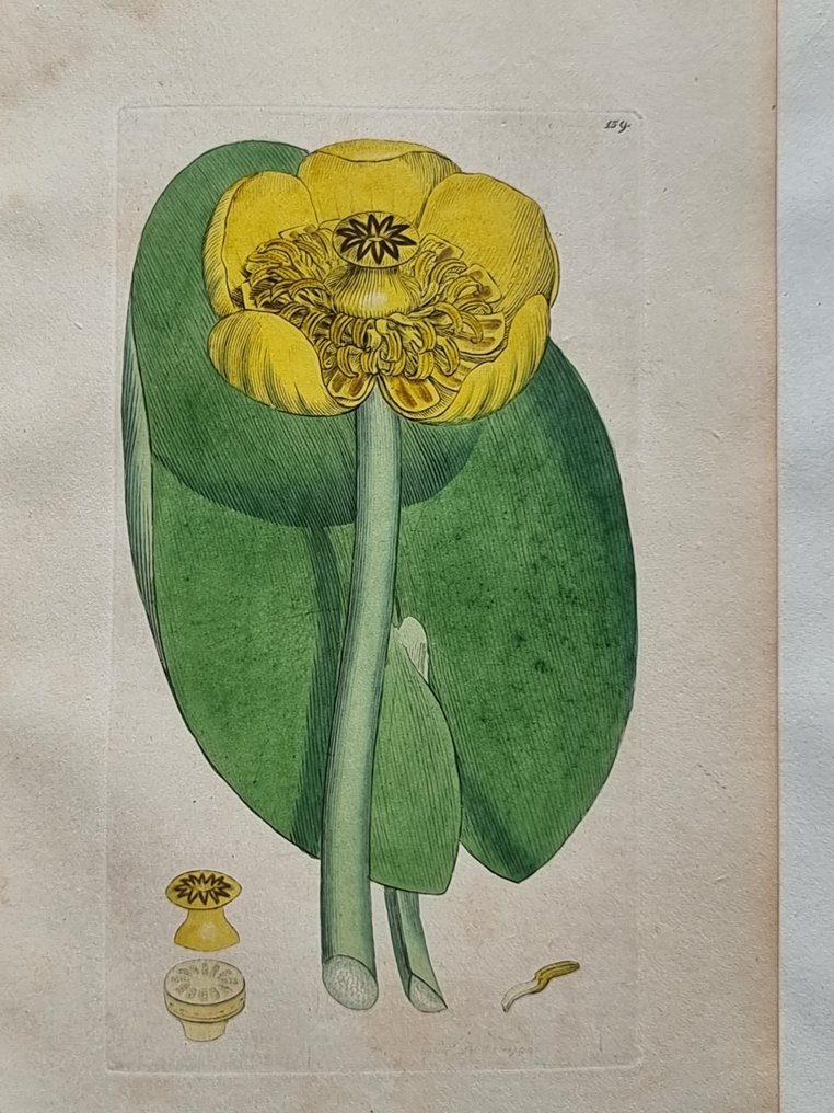 James Edward Smith (1759-1828) - James Sowerby (1757-1822) - Lot. of 13 sheets - British Plant - Paeoniaceae #1.0