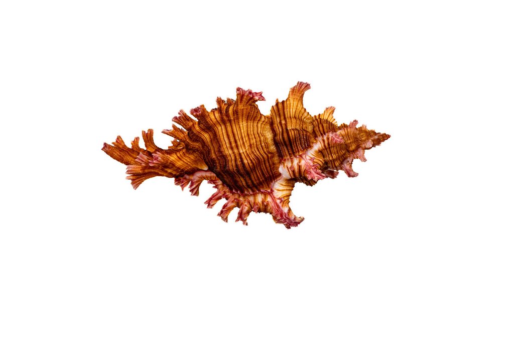 Saul的Murex 动物标本剥制壁挂支架 - Chicoreus saulii - 8.5 cm - 0 mm - 0 mm - 非《濒危物种公约》物种 - 1 #4.3