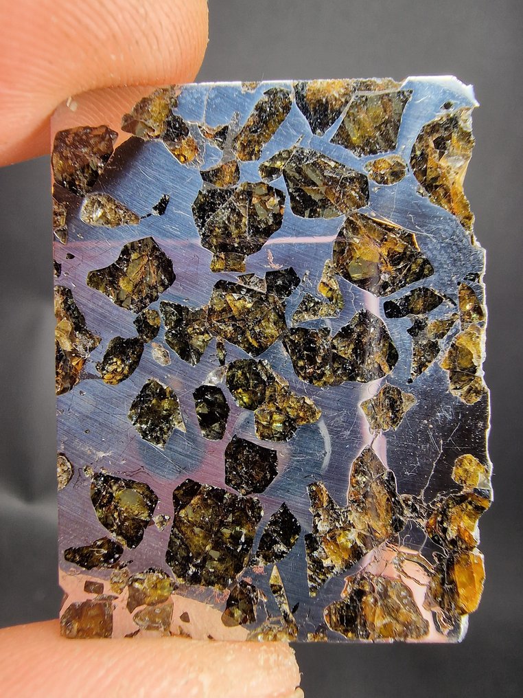 赛姆臣陨石 切片 - 高度: 40 mm - 宽度: 30 mm- 10.8 g - (1) #1.0