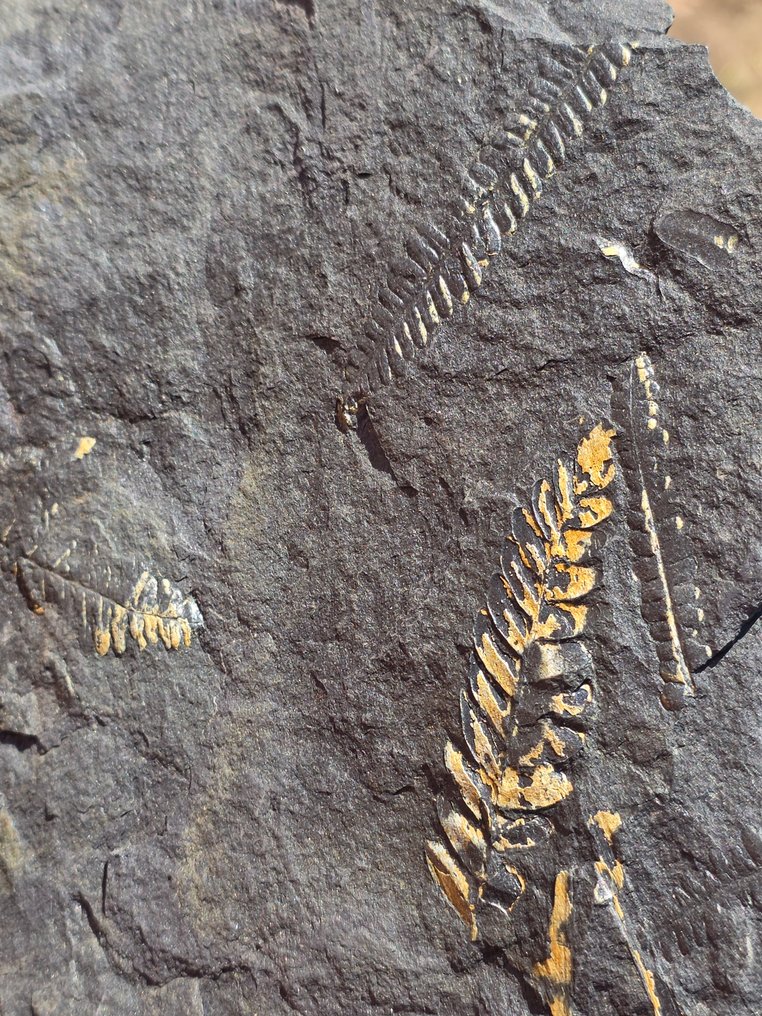 Samambaia - Animal fossilizado - 30 cm #2.1