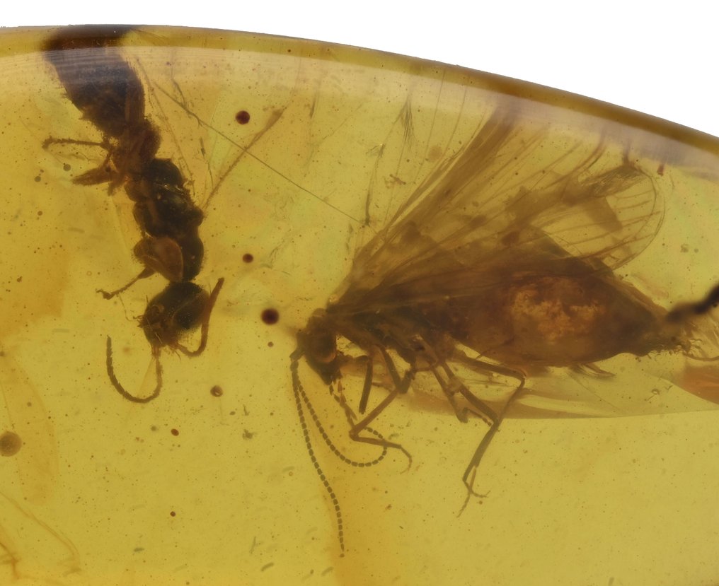 Burmese amber - Fossil cabochon - Lot of 3 pieces, all with Detailed Hymenoptera (Wasp) fossil insect inclusions (No reserve price) #2.1