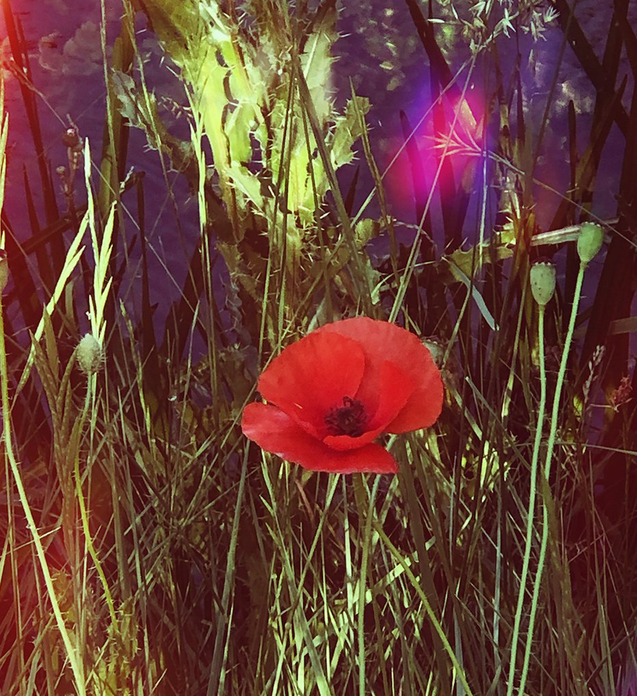 Susana Galbis - Iris Amapola #3.2