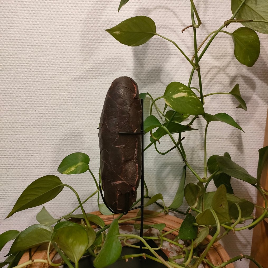 Oviraptor - Gefossiliseerd ei - Oviraptor - 19 cm - 8 cm #1.0