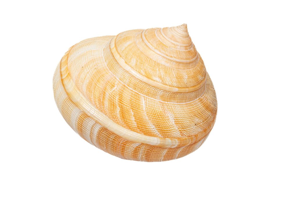 Lumaca arcobaleno africana Allestimento tassidermico a parete - Perotrochus africanus africanus - 10.5 cm - 0 mm - 0 mm - Specie non CITES - 1 #1.0