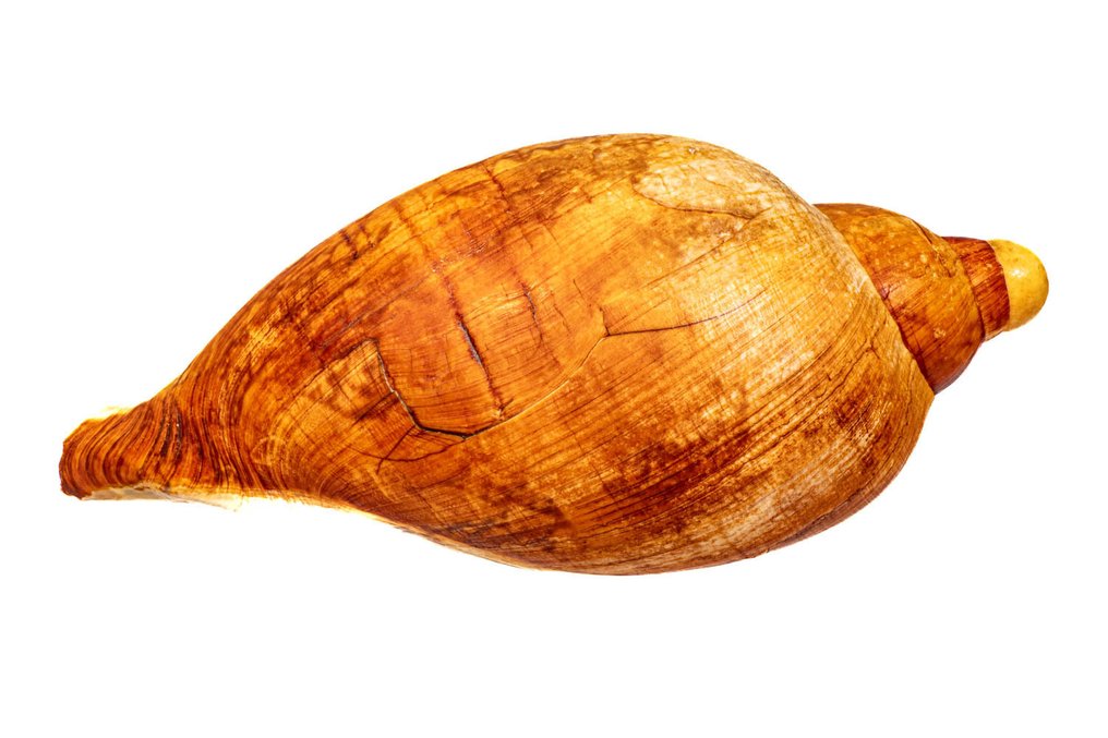 Voluta mammilla Επιτοίχια βάση ταρίχευσης - Voluta mammilla - 25 cm - 0 mm - 0 mm - Είδη που δεν ανήκουν στο CITES - 1 #4.3