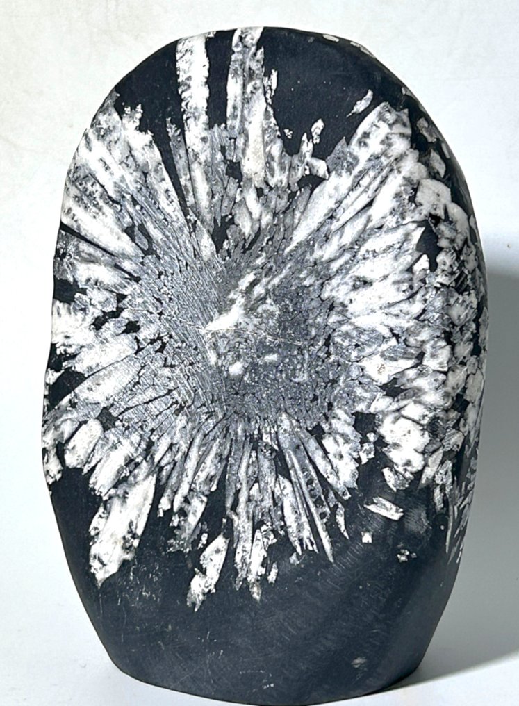 Unique Chrysanthemum Stone Natural Work of Art - Height: 125 mm - Width: 87 mm- 1020 g - (1) #1.0