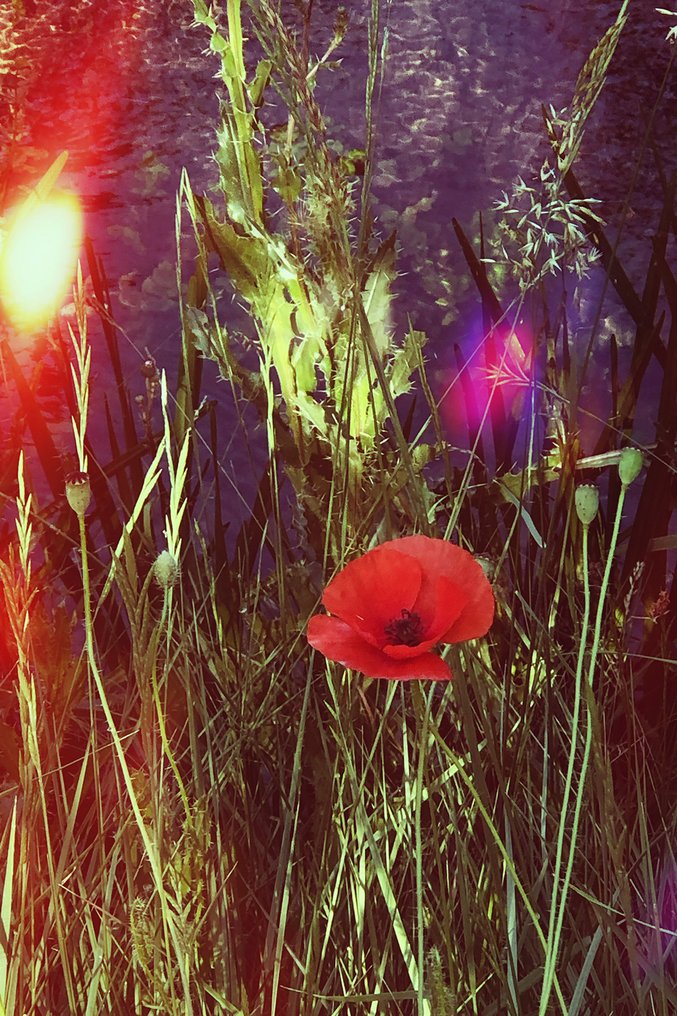 Susana Galbis - Iris Amapola #1.0