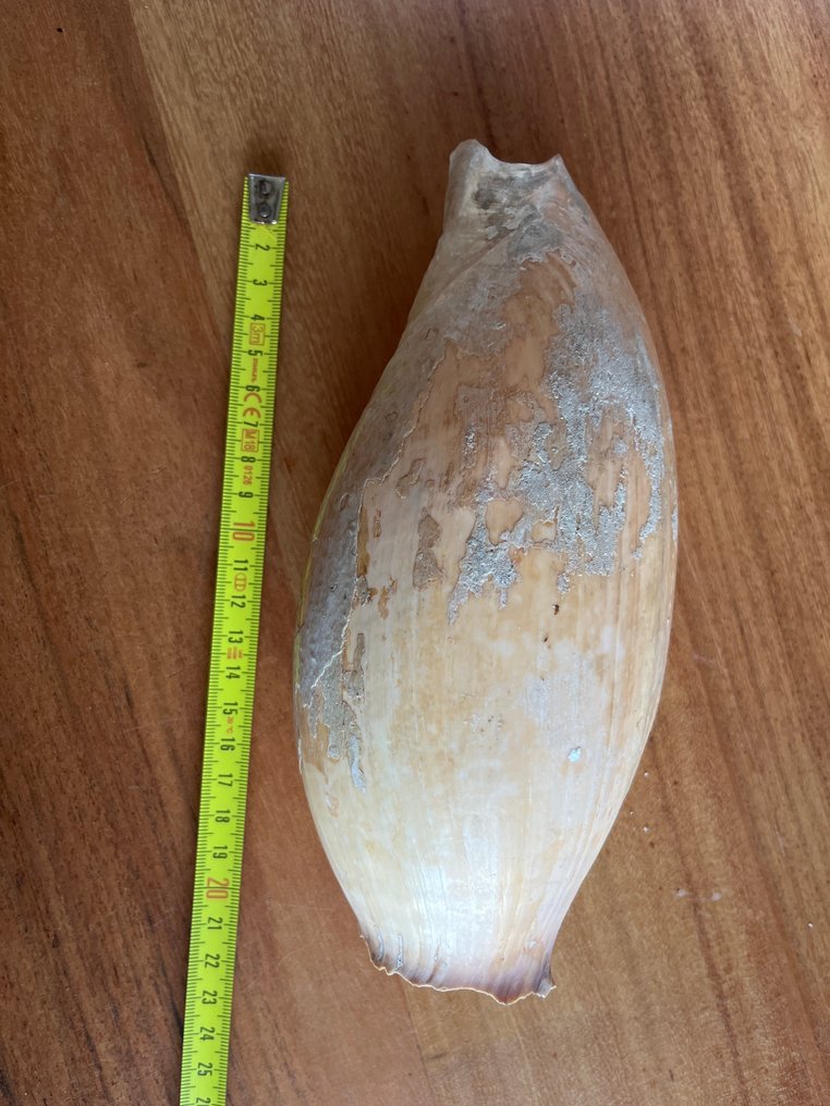 Gastropode Zeeschelp - Melo Melo (Zonder minimumprijs) #4.3