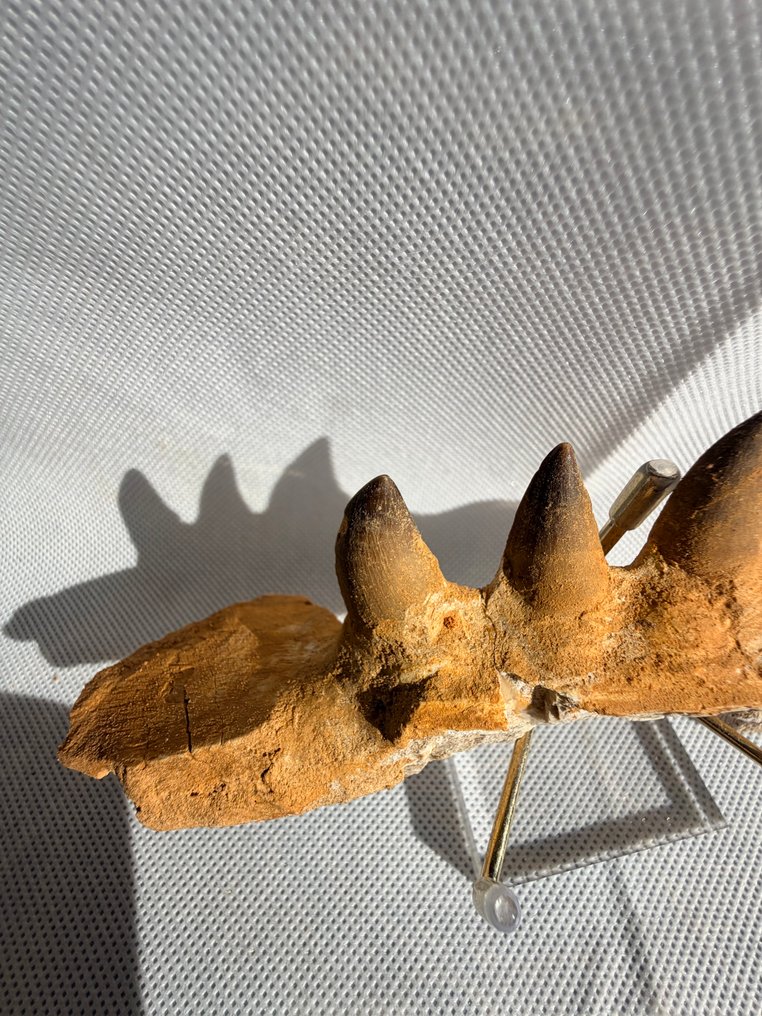 Mosasaur - Fossil tooth - mosasaurus - 22 cm (No reserve price) #3.2