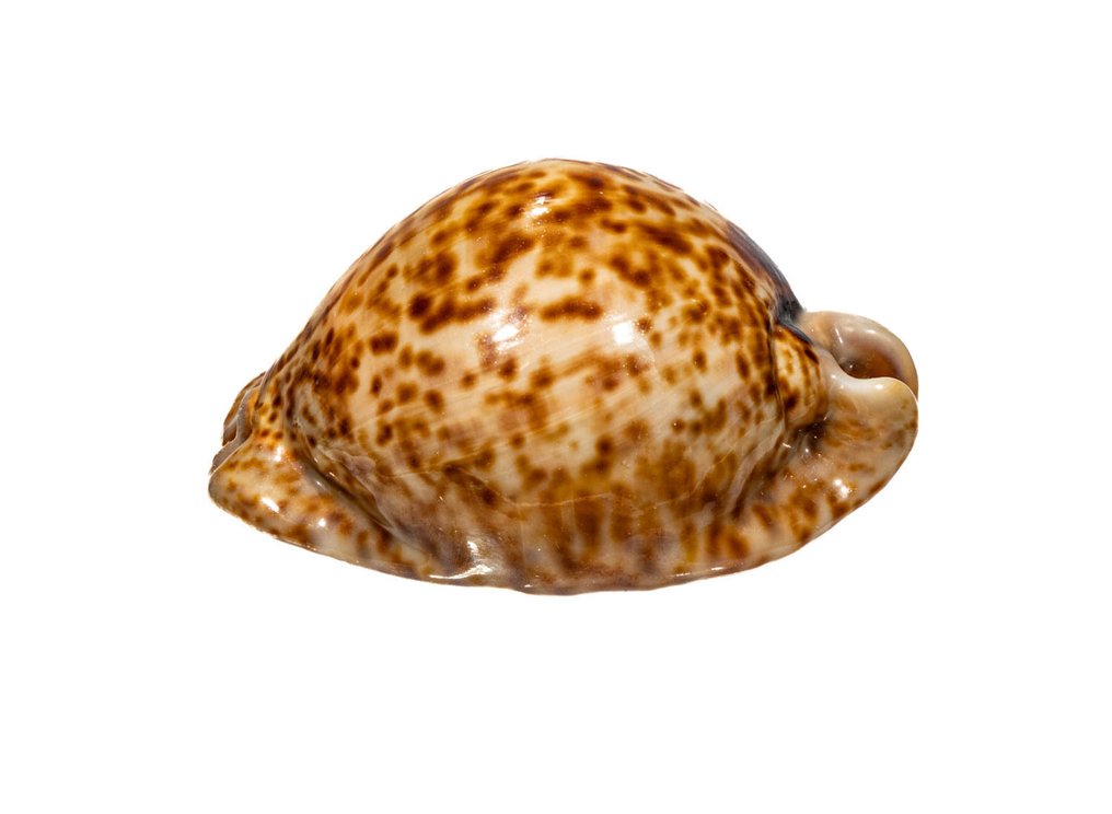 SAMMLERSCHNECKE **** Cypraea Stercoraria Allestimento tassidermico a parete - Cypraea stercoraria - 8.6 cm - 0 mm - 0 mm - Specie non CITES - 1 #2.1