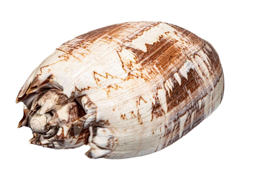 Miltons melon-snegl ** SEESNEGL ** SJÆLDEN ** Taksidermi vægmontering - Melo miltonis - 23.6 cm - 0 mm - 0 mm - Ikke-CITES arter - 1 #1.0