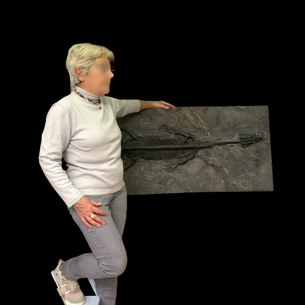 Nothosaurus - Esqueleto fóssil - Nothosaurus youngi - 151 cm - 58 cm #1.0