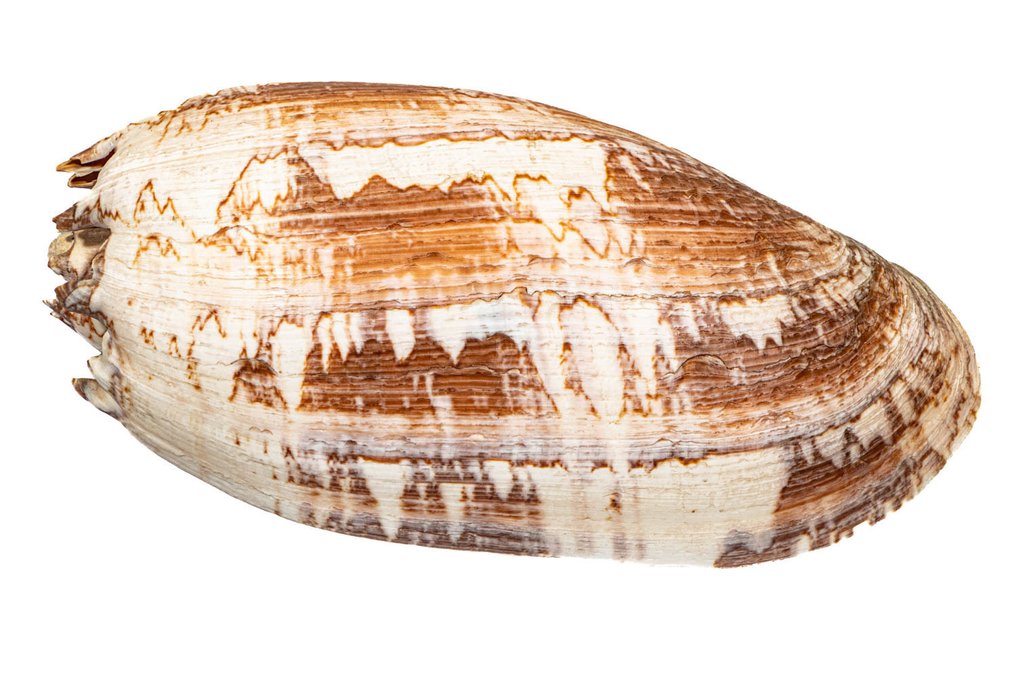 Miltons melon-snegl ** SEESNEGL ** SJÆLDEN ** Taksidermi vægmontering - Melo miltonis - 23.6 cm - 0 mm - 0 mm - Ikke-CITES arter - 1 #1.0