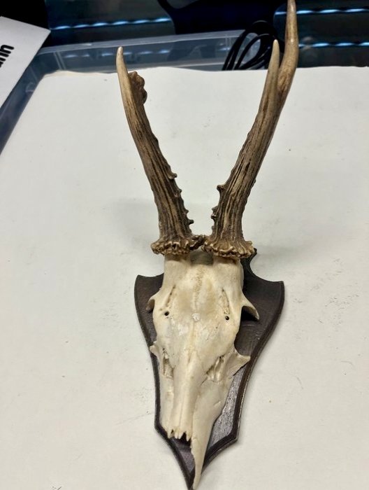 Roedeer Skull with antlers - Capreolus capreolus - 25 cm - 15 cm - 15 cm- Non-CITES species - (9) #1.0