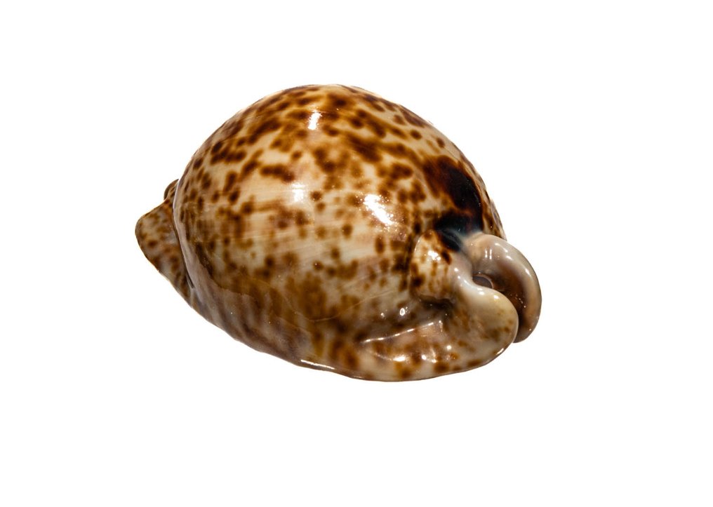 SAMMLERSCHNECKE **** Cypraea Stercoraria Allestimento tassidermico a parete - Cypraea stercoraria - 8.6 cm - 0 mm - 0 mm - Specie non CITES - 1 #1.0