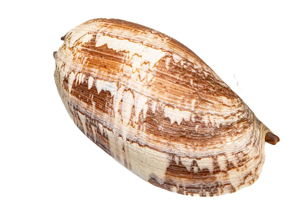 Miltons melon-snegl ** SEESNEGL ** SJÆLDEN ** Taksidermi vægmontering - Melo miltonis - 23.6 cm - 0 mm - 0 mm - Ikke-CITES arter - 1 #2.1