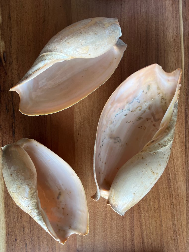 Gastropode Zeeschelp - Melo Melo (Zonder minimumprijs) #1.0