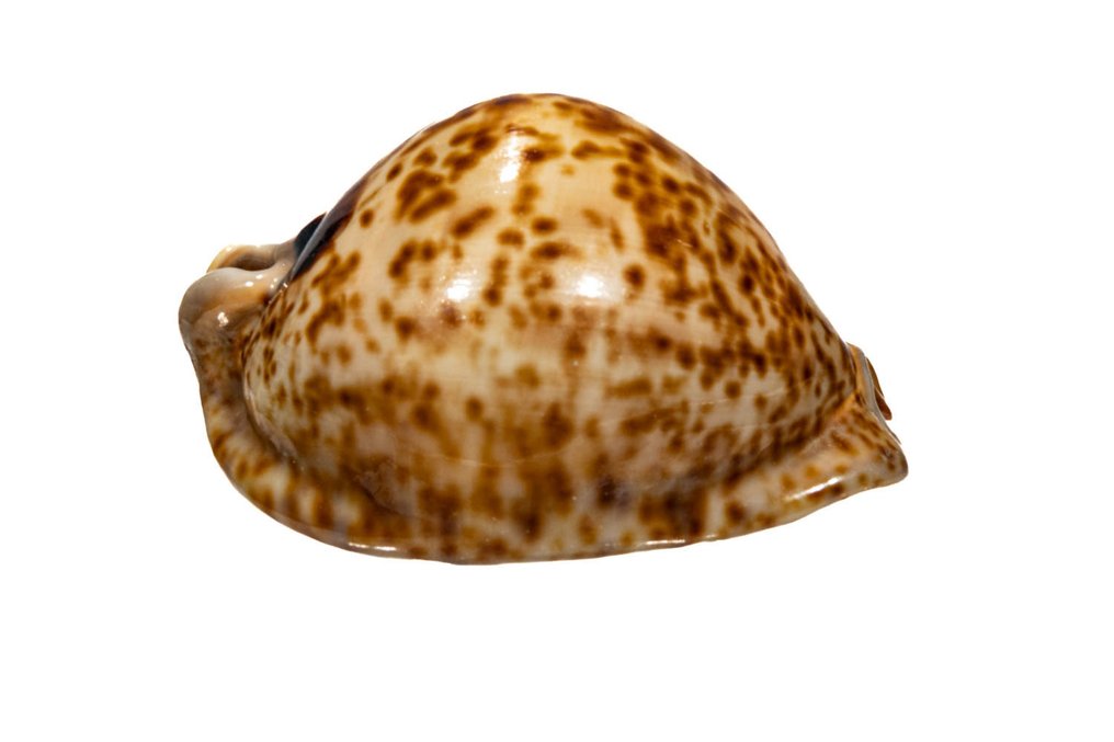 SAMMLERSCHNECKE **** Cypraea Stercoraria Allestimento tassidermico a parete - Cypraea stercoraria - 8.6 cm - 0 mm - 0 mm - Specie non CITES - 1 #4.3