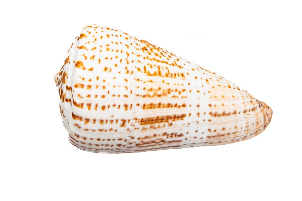 Butterfly Cone / Schmetterlingsschnecke / 动物标本剥制壁挂支架 - Conus pulcher - 12.5 cm - 0 mm - 0 mm - 非《濒危物种公约》物种 - 1 #4.3