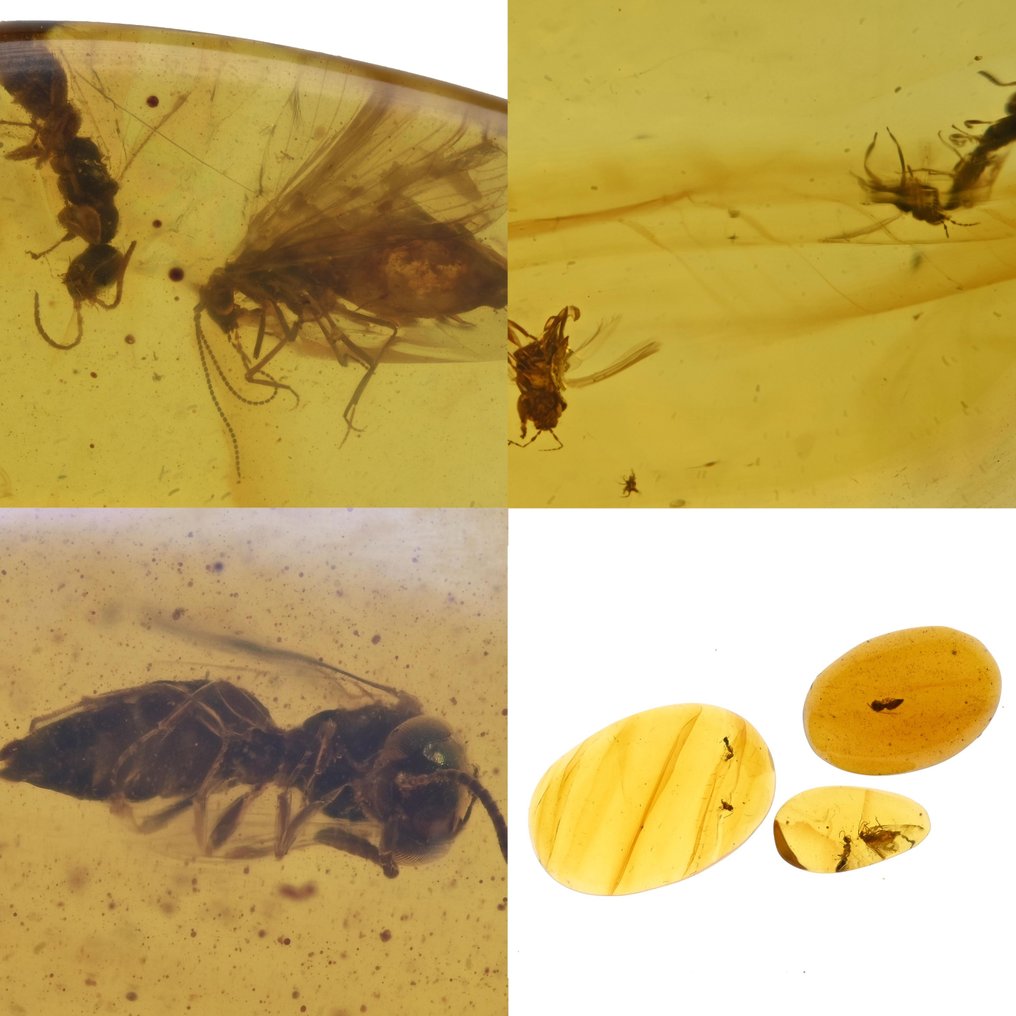 Burmese amber - Fossil cabochon - Lot of 3 pieces, all with Detailed Hymenoptera (Wasp) fossil insect inclusions (No reserve price) #1.0