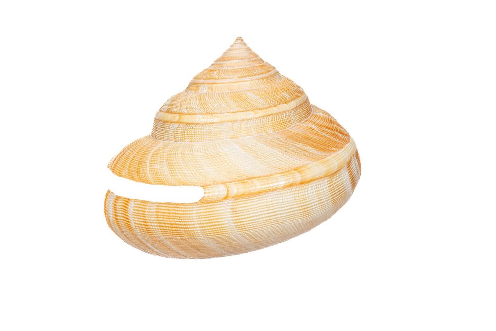 Lumaca arcobaleno africana Allestimento tassidermico a parete - Perotrochus africanus africanus - 10.5 cm - 0 mm - 0 mm - Specie non CITES - 1 #1.0