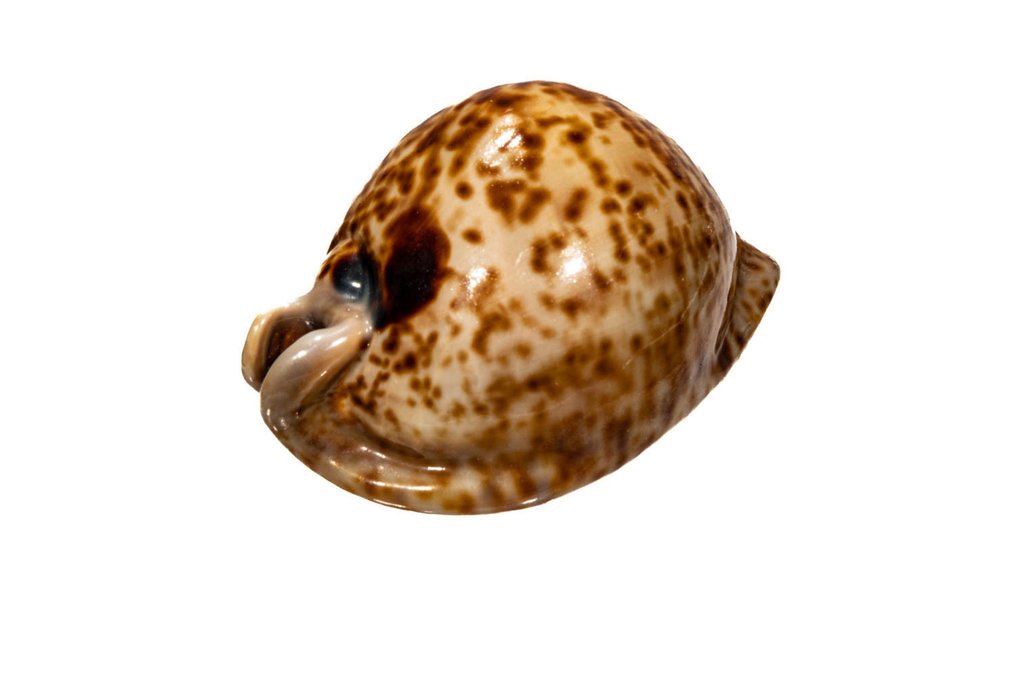 SAMMLERSCHNECKE **** Cypraea Stercoraria Allestimento tassidermico a parete - Cypraea stercoraria - 8.6 cm - 0 mm - 0 mm - Specie non CITES - 1 #1.0